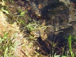 This leopard frog relaxes by the shore of Fall Creek.